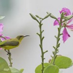 bird_01