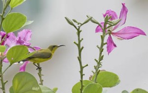 bird_01